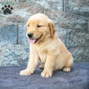 Timmy, Golden Retriever Puppy